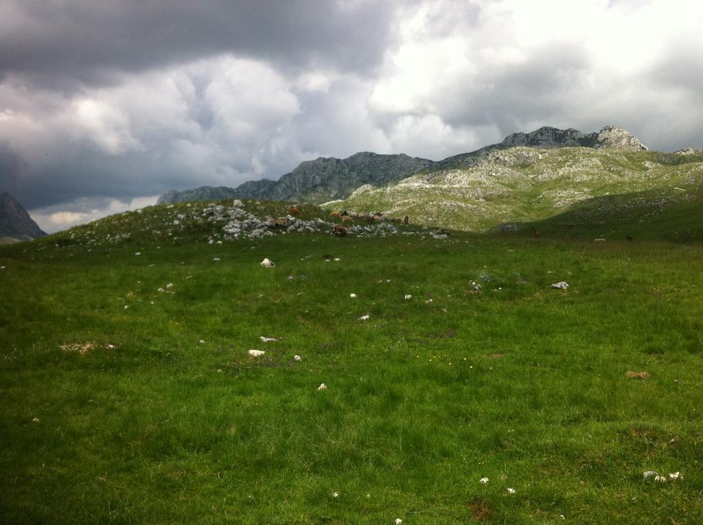 Boskovica Brvnare * Zabljak (Zabljak)
